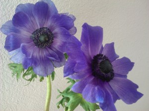 Photo_30DC326D-8FD8-98C5-07B7-D0CC09247C23