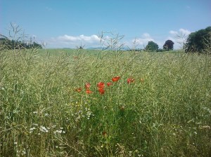 Photo_6AEE6DB4-F527-CC2A-DF23-B7EF820BC320