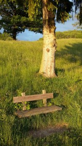 The road less travelled © Clare O'Dea