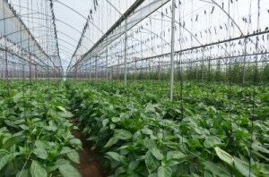 © africa, freedigitalphotos.net