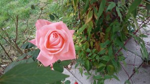 November rose
