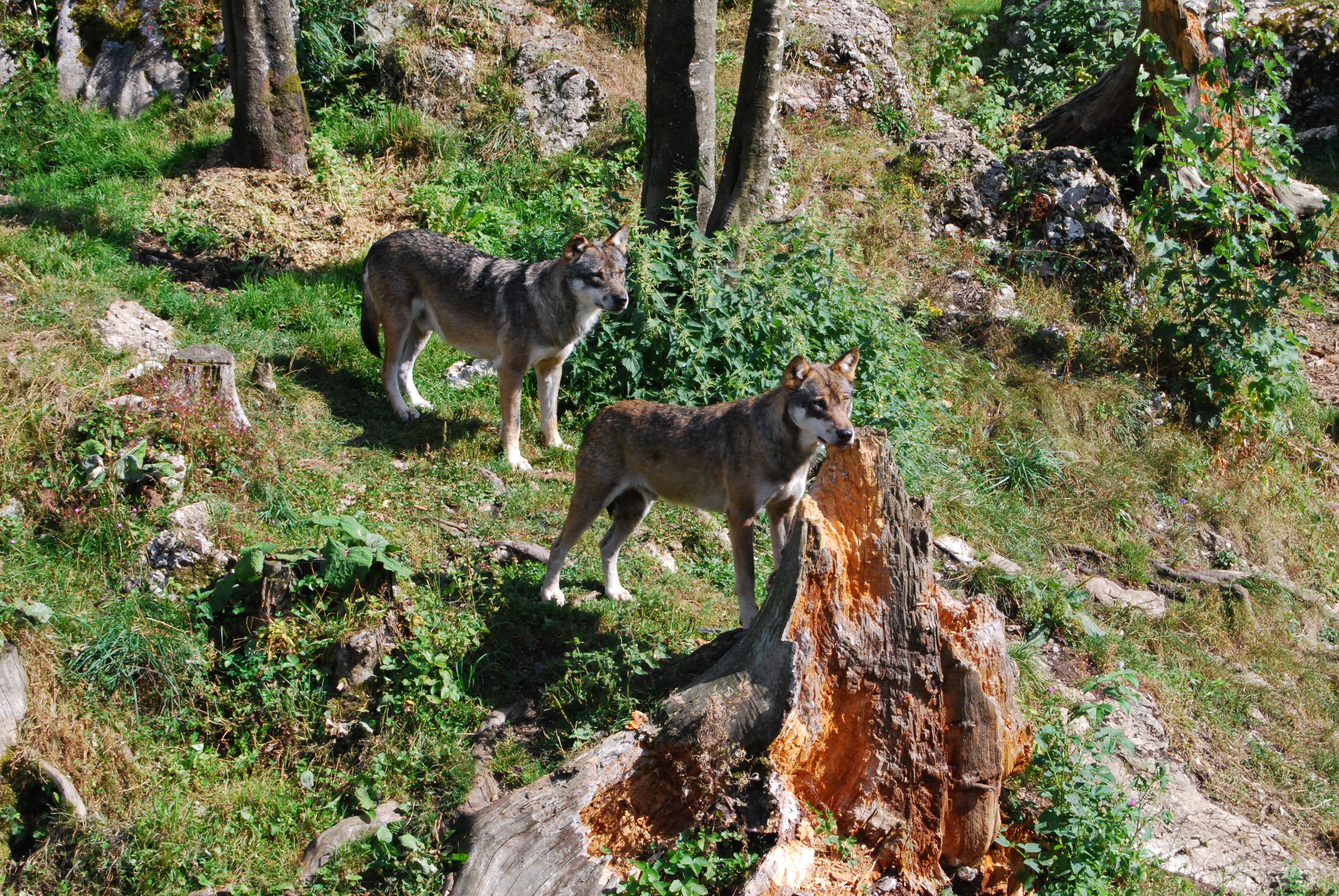 canis_lupus_-_juraparc_vallorbe_vaud_switzerland_-_20090822_-_01